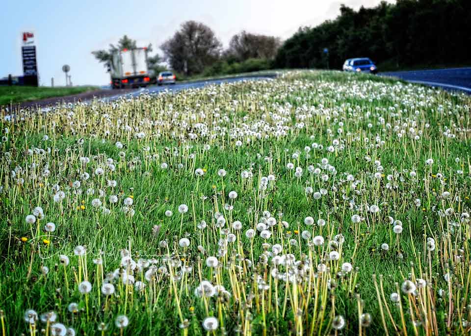 Dandelion clocks and weeds across the A1 carriageway outside Dromore